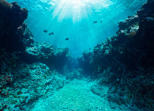 Subsee, buceo y snorkel en el arrecife de coral